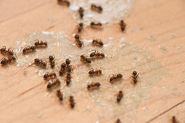 Best Ant Control Services  in Eldersburg, MD